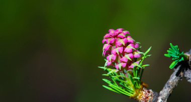 Parlak pembe bir karaçam konisi yeşil bir çam ağacının arka planında göze çarpar. Sıkıcı bir bahar manzarasına parlak renkler ekler. Doğanın güzelliği bu basit ama çarpıcı