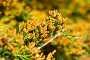 Ardıçkuşları iğne benzeri yaprakları ve küçük böğürtlen kozalaklarıyla tanınırlar. Genellikle kuraklığa dayanıklılıkları ve bakımsızlıkları nedeniyle peyzaj yapımında kullanılıyorlar..