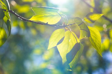 Poplar Catkins 'in çiçek açtığı bahar başlarında harika bir manzara. Popüler ağaçlar hızlı büyümeleri ve uzun boylarıyla tanınırlar. Küpeler yeni bir hayatın ve mevsimlerin değişiminin işaretidir..
