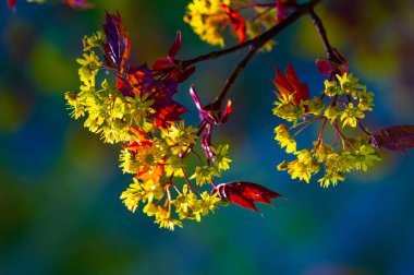 Acer Rubrum, Kuzey Amerika 'daki en yaygın yaprak döken ağaçlardan biri. Canlı kırmızı sonbahar yapraklarıyla tanınır. Nemli toprak koşullarında iyi yetişiyor. Bu yüzden lakabı bataklık akçaağacı..