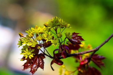 Acer Rubrum, Kuzey Amerika 'nın doğusunda bulundu. Parlak kırmızı sonbahar yapraklarıyla karakterize edilmiş. Çeşitli toprak türlerine ve büyüyen koşullara karşı dirençli. Kuşlar ve sincaplar için yaşam alanı ve yiyecek sağlar..