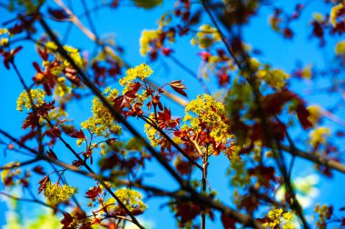 Acer Rubrum, Kuzey Amerika 'da yaygın olarak bulunur. Sonbaharda yapraklar parlak kırmızıya döner. Rutubetli ve bataklık yerlerde iyi yetişir. Doğu ormanlarındaki en yaygın ağaçlardan biri..