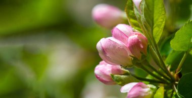 Doğanın güzelliğini Çiçek Gücü Pembe Renkleri ile yakından deneyin. Karmaşık detaylarla yakalanmış çarpıcı pembe bir elma çiçeği. Herhangi bir ev ya da ofis dekorasyonu için mükemmel bir ilave.