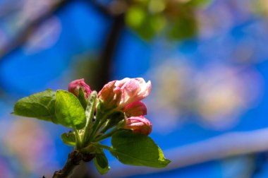 Doğanın güzelliğini yakından tecrübe et. Pembe bir elma ağacının çiçeğinin karmaşık detaylarını yakala. Yumuşak pembe renklerin mekânına huzur getirmesine izin ver..