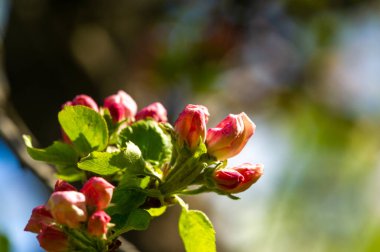 Pembe bir elma çiçeğinin çarpıcı yakın plan görüntüsü. Canlı renklerde yakalanmış hassas ve güzel bir doğa eseri. Doğa severler ve çiçeklerin güzelliğini takdir edenler için idealdir..