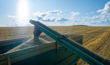 Buğday, çavdar, arpa, yulaf, mısır, keten ve soya gibi tahıl hasadında kullanılan bir makinedir. 2019 09 06 Tukaevsky Bölgesi Tataristan Rusya