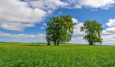 Bahar fotoğrafçılığı, genç mısır gevreği çekimleri. Olgunlaşmış buğday. Parlak güneşin altında yeşil fotosentez filizleri. Fosfor ve nitrojen gübreleri tanıtıldı