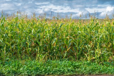  Büyük taneler ya da çekirdekler üreten bir Kuzey Amerika tahıl bitkisi mısır koçanı üzerine dizilmiş. Birçok çeşidi, hem insan hem de çiftlik hayvanı tüketimi için son derece değerli sayısız ürün sunuyor..