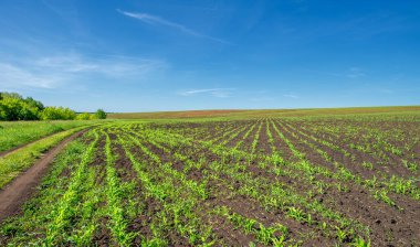 Yaz manzarası, bunaltıcı yaz günleri, ekilmiş tarlalarda mısır fideleri.