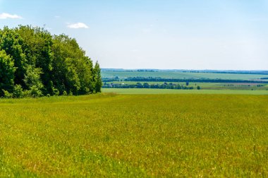 Yaz manzarası, biçilmiş tarlalar biçilmiş tarlalar, biçilmiş yoncalar.