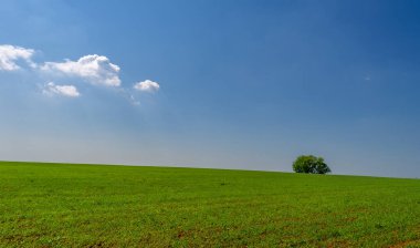  Bahar, genç yeşil buğday güneşte yetişir, ılıman ülkelerde yetişen en en önemli bitkidir, buğday, ekmek yapmak için toprak, vs. 