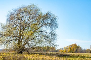 Nehir ovası boyunca uzanan sarı ağaçların güzelliğinin tadını çıkar. Sonbaharın huzurunu ve huzurunu doğada yaşayın. Keyifli bir yürüyüş yap ya da renkli manzarada bisiklet sür..