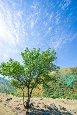 Azim en iyi halindedir: Bu muazzam ağaç, her şeye karşı koyan, sert ve çorak bir kayanın üzerine kurulmuştur. Kim demiş doğanın kollarında sihir yoktur diye? Doğa her zaman kazanır.