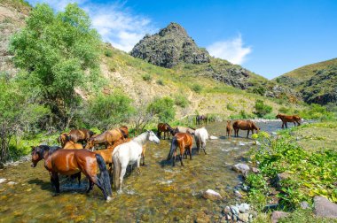 Atlar susuzluklarını gidermek için nehir kıyısında toplanırlar. Toynak sesleri ve su sıçraması havayı doldurur. Doğanın oyun parkında güzel ve sakin bir sahne.