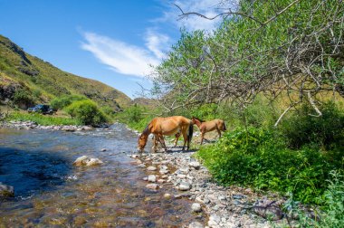 Atlar susuzluklarını gidermek için nehir kıyısında toplanırlar. Güçlü vücutları içtikleri gibi suya da yansıyor. Nehre sıçrayan toynakların sesi havayı dolduruyor..