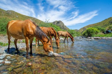 Atlar susuzluklarını gidermek için nehrin yanında toplandılar. Güzel doğa: atlar dereden su içer. Yarış Nehri vahşi yaşam için hayati bir su kaynağı görevi görüyor..