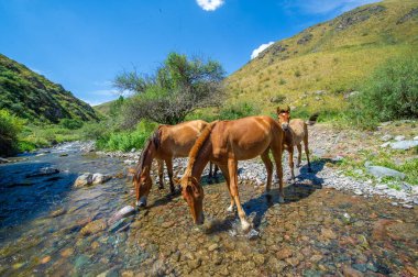 Atlar su içmek için nehrin yanında toplanır. Vahşi atlarla hareket halindeki doğa sahnesi. Bahar Nehri vahşi yaşam için önemli bir su kaynağıdır..