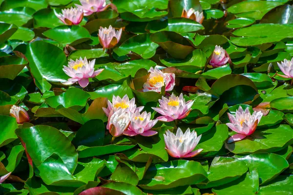 Lotus. Nelumbo. Nymphaeaceae. Nilüfer çiçeği. Yüzeyde zarif bir şekilde yüzen nilüferlerin görkemli cazibesine bakın, dinginliğin ve büyünün bir yansıması. Nelumbo Görkemli