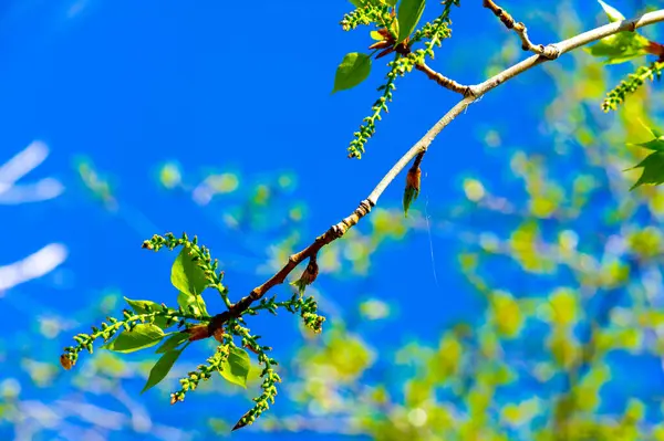 İlkbaharın başlarında, güzel kavak çiçekleri kabarık kedi derileriyle açar. Yumuşak küpeler, doğada yeni bir büyüme ve yenilenmenin işaretidir. Kavak küpeleri genellikle canlılık sembolü olarak algılanır.