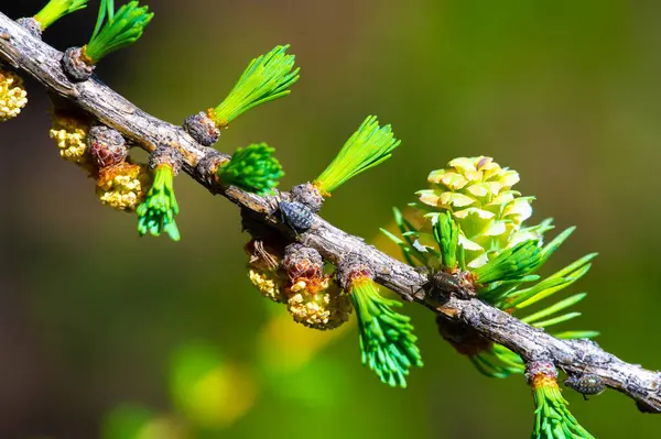 Baharın ilk günlerinde bir çam dalını süsleyen parlak pembe kozalakların nadir görüntüsüne tanık olun. Doğanın güzelliğini takdir et! Açan Çamlar