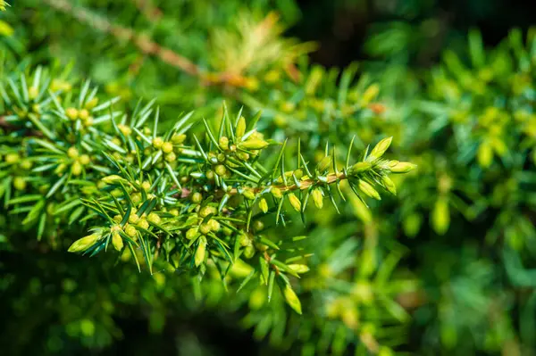 Güzel, narin yeşil yapraklar baharın başlarında ortaya çıkar. Ardıç kokusu havayı dolduruyor. Yenilemeyi ve yeni başlangıçları sembolize eder.
