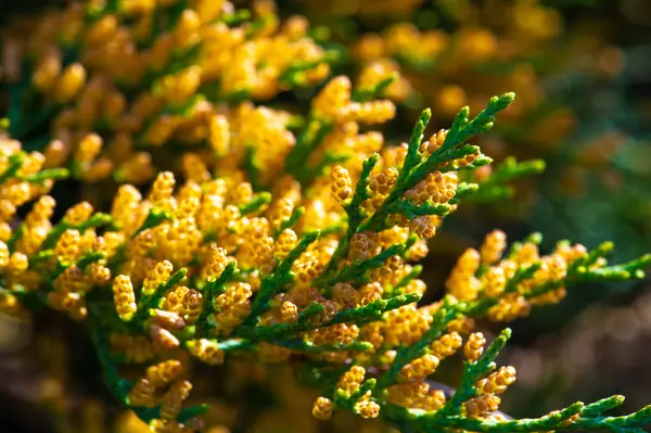 Ardıçkuşları kozalaklı ağaçlar ve çalılardır. Taksonomiye bağlı olarak, Kuzey Yarımküre 'ye, Arktik' ten güneydeki tropikal Afrika 'ya kadar 50 ila 67 arası ardıç türü yaygın olarak dağıtılır.,