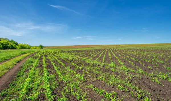 Yaz manzarası, bunaltıcı yaz günleri, ekilmiş tarlalarda mısır fideleri.