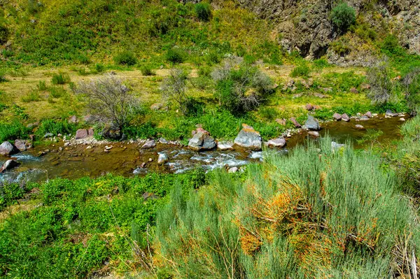 Ephedra distachya Orta Asya 'nın yerlisi ve bazı Avrupa ülkeleri. Solunum hastalıklarında geleneksel tıpta kullanılır. Efedrin içeriyor. Potansiyel yan etkileri olan bir uyarıcı
