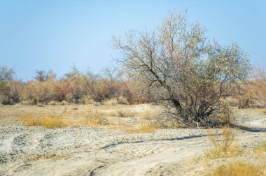 Sonbahar bozkırlarında toprak bir yol boyunca manzaralı bir maceraya atlayın. Etrafına yapraklar düşerken doğanın huzurlu güzelliğinin tadını çıkar. Gizli harikaları keşfetmek ve el değmemiş çayırları keşfetmek..