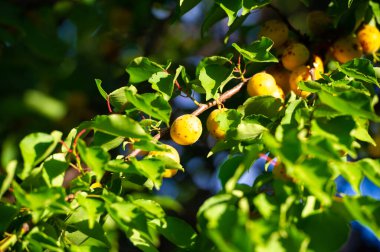Kayısı ağaçları büyümek ve gelişmek için yeterli güneş ışığına ihtiyaç duyarlar. Olgun kayısılar C vitamini bakımından zengindir, onlara sağlıklı bir atıştırmalık sağlar. Kayısı en iyi ağaçtan taze taze yenir..