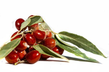 11 angustifolia bitkisi geleneksel tıpta kullanılan meyveleri üretir. Bu meyveler bal yapımında kullanılabilir. Temiz ve profesyonel bir sunum için beyaz arkaplan.