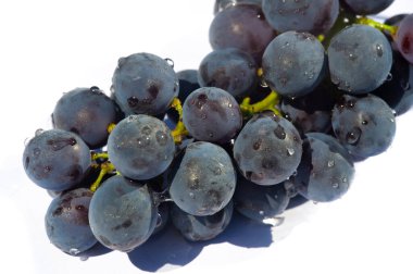 Şarap etiketleri ya da pazarlama malzemeleri için beyaz arka planda siyah üzüm resimleri. Fotoğraf ve tasarım projelerinin ana aksanı olarak sulu ve taze siyah üzümler.