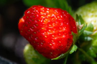 Taze ve sulu çilekler, C vitamini bakımından zengin olgun çileklerin parlak kırmızı rengi. Vitamin dolu lezzetli ve sağlıklı bir atıştırmalık..