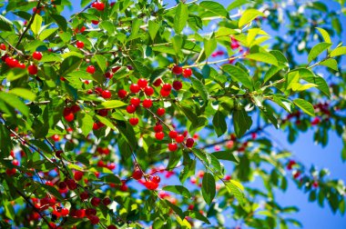 Sağlıklı bir diyet için gerekli vitaminleri içerir. Sulu ve olgun kirazlar lezzetli bir atıştırmalıktır. Sağlık haklarını arttırmak isteyen vejetaryenler için mükemmel bir seçim..