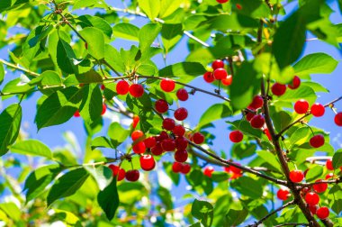 Doğal bir C vitamini kaynağı. Lezzetli ve sulu bir atıştırmalık seçeneği. Vejetaryen diyeti için ideal. Besleyici ve antioksidan içeriğinden dolayı sayısız sağlık sigortası sağlar.