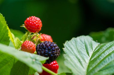 Siyah ahududu ve böğürtlen vitamin ve antioksidan açısından zengindir. Sulu ve olgun. Bu meyveler lezzetli bir atıştırmalık ya da bir yemeğe ilave olur. Vejetaryenler için harika.