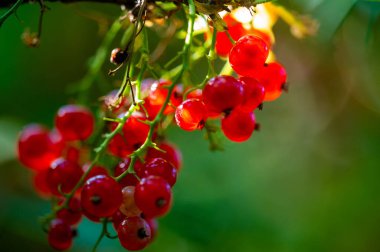 Sığ alan derinliğinde çarpıcı fotoğraflar. Parlak kırmızı üzümleri mükemmel bir şekilde iletir. Yemek blogcuları, aşçılar ve yemek tutkunları için ideal..