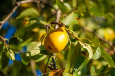 Olgun armutların sulu tazeliğini fotoğrafla yakala. Hasat mevsiminin canlı renklerini ve dokularını göster. Kırsal, vitamin zengini vejetaryen yemeklerinin ağız sulandırıcı görüntülerini oluştur.