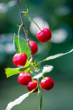 Kiraz, vitamin bakımından zengin sulu ve olgun bir meyvedir. Vejetaryenler ve sağlıklı atıştırmalıklar için uygun. Kirazlarda bulunan besinlerle sağlığınızı artırın.