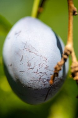 Erik ağaçları iyi bir vitamin ve sulu meyve kaynağıdır. Bahçenizde olgun erikler yetiştirmek için bahçe ipuçları. Erik ağaçlarıyla ilgilenmeyi ve lezzetli meyveler toplamayı öğren..