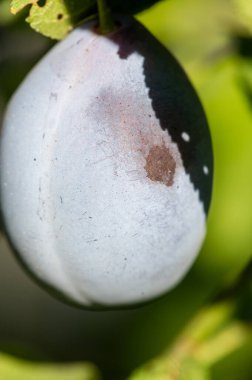 Erik. Sulu ve vitamin zengini meyve. Bahçe meraklıları evde erik yetiştirebilirler. Olgun erikler lezzetli ve besleyicidir..