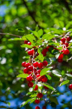 Lezzetli olgun kirazlar, vitamin açısından zengin. Vejetaryenler için sulu ve sağlıklı bir atıştırmalık. Sağlığını olgun kirazlarla güçlendir.