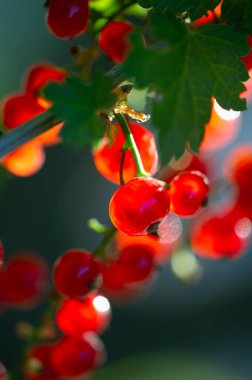 Sığ alan derinliği ile güzel bokeh etkisi kırmızı kuş üzümlerinin sersemletici yakın çekim görüntüleri odak noktasındaki kırmızı frenk üzümlerinin karmaşık detaylarını nasıl yakalayacağını gösterir