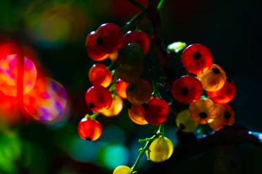 Bulanık arkaplanlı güzel ve sanatsal fotoğraflar yarat. Fotoğrafındaki kuş üzümlerinin canlı kırmızı rengini ortaya çıkar. Çarpıcı görüntüler oluşturmak için farklı açılar ve ışıklandırma deneyleri.