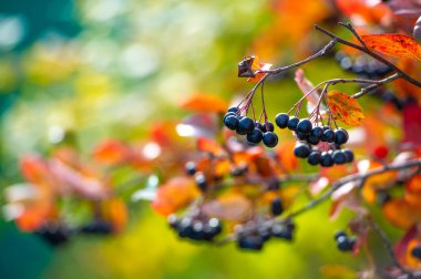 Sonbaharın sonlarında Chokeberry meyvesi, yüksek miktarda antioksidan ve C vitamini reçel, jöle ve şurup yapımında kullanılabilir. Tatlılara ve pişmiş yiyeceklere ilginç bir tat katar.