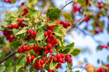 Kırmızı dikenli böğürtlenleri bir dala serpiştirmek için çarpıcı bir yakın çekim. Parlak sarı yapraklar mevsimin sonbahara dönüşmesini simgeler. Doğanın güzelliği bu fotoğrafta zengin renklerle yansıtılır.