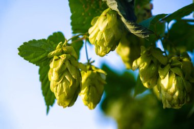 Bira şerbetçiotu biraya lezzet ve aroma verir. Hops demleme işlemi için gereklidir. Yaz, zıplayan bitkiler için en iyi yetişme mevsimidir..