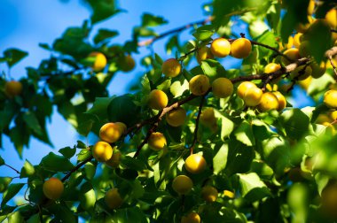 Kayısı vitamin açısından zengindir ve olgunlaştığında sulu olur. Kayısı ağacının yaprakları büyümeyi destekliyor. Hasat zamanı sulu kayısı hasadı için çok önemlidir. Kayısı ağacının uygun bakıma ihtiyacı var