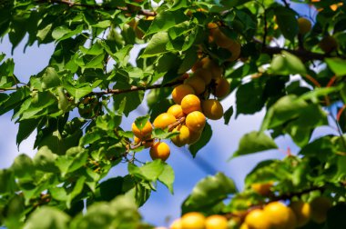 Kayısı ağacının büyümesi ve gelişmesi için düzgün bir bakıma ihtiyacı var. Vitamin açısından zengin olan kayısılar olgunlaştığında sulu ve lezzetlidir. Hasat zamanlaması en uygun lezzet ve tatlılık için kritik.