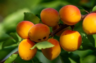 Bir kayısı ağacının ekimden hasat zamanına kadar olan büyüme döngüsü. Sağlıklı beslenme için vitamin zengini kayısılar. Sulu ve olgun kayısılar, en yoğun hasat döneminde toplanmaya hazır..